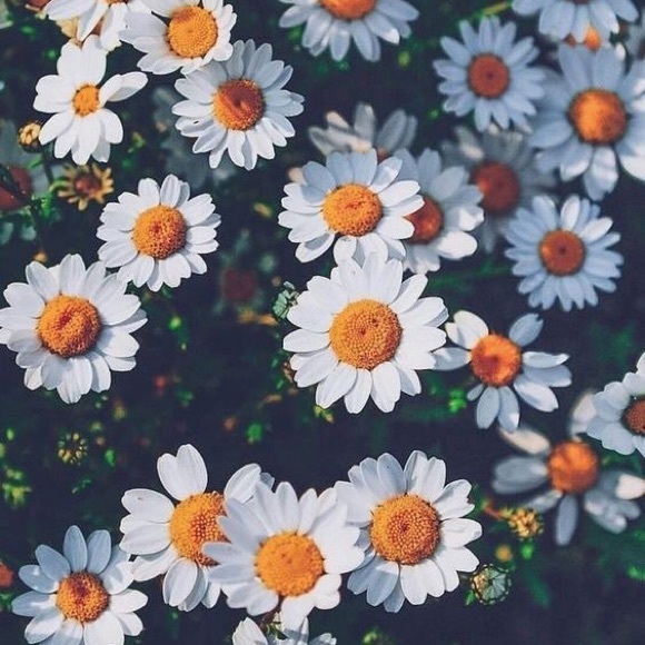 Meet your Posher, Gabriella - Picture 1 of 1